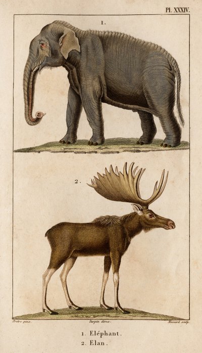 Elefante e Elan. "Fauna dei Medici o storia degli animali e dei loro prodotti di Hippolyte Cloquet" - Volume 6 - 1825 da Hippolyte Cloquet