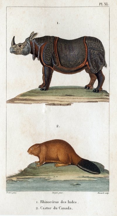 Rinoceronte indiano e castoro canadese. Fauna dei medici o storia degli animali e dei loro prodotti di Hippolyte Cloquet - Volume 6 - 1825 da Hippolyte Cloquet