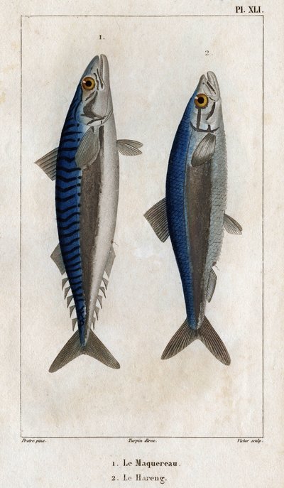 Sgombro e Aringa. Tavola da "Fauna dei medici o storia degli animali e dei loro prodotti" da Hippolyte Cloquet