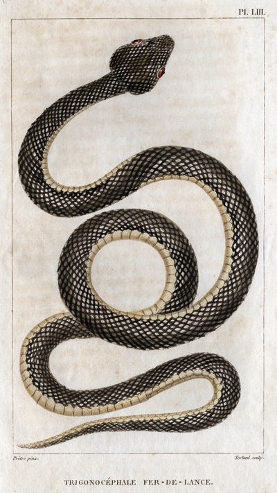Rappresentazione del Trigonocephale - Punta di lancia: rettile. Tavola da Fauna dei medici o storia degli animali e dei loro prodotti da Hippolyte Cloquet