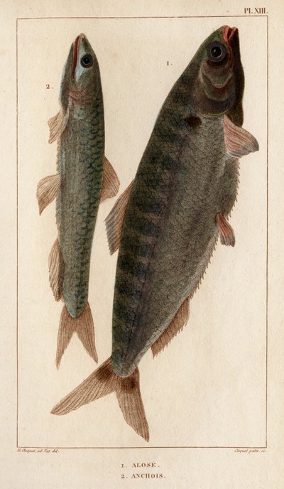 Alosa e Acciughe. "Fauna dei Medici o storia degli animali e dei loro prodotti di Hippolyte Cloquet" - Volume 6 - 1825 da Hippolyte Cloquet