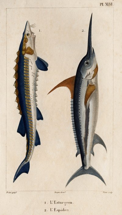 Storione e pesce spada da Hippolyte Cloquet