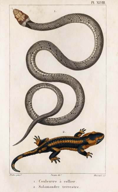 Il serpente collare, la salamandra terrestre da Hippolyte Cloquet