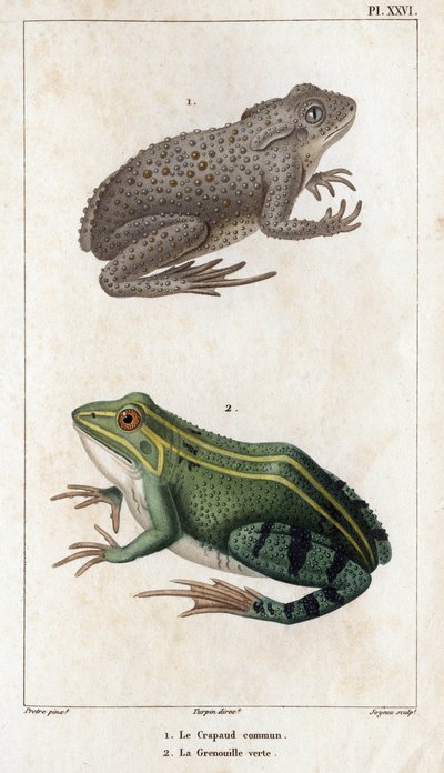 Il rospo comune e la rana verde. "Fauna dei Medici o storia degli animali e dei loro prodotti di Hippolyte Cloquet" - Volume 6 - 1825 da Hippolyte Cloquet