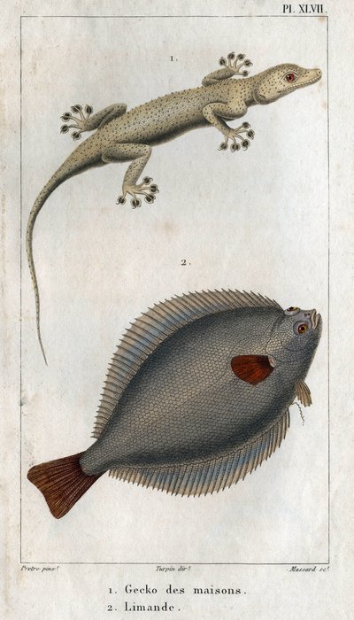 Il Geco delle Case e Limanda. Tavola tratta da "Fauna della Fisica o Storia degli Animali e dei loro Prodotti" di Hippolyte Cloquet da Hippolyte Cloquet