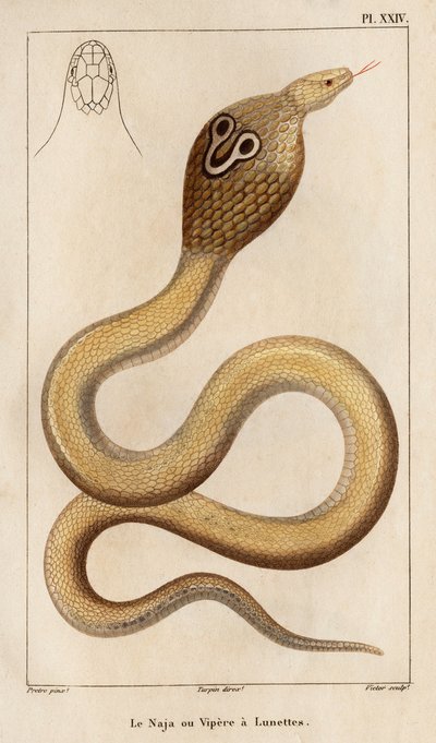 Il Naja o vipera con occhiali. Fauna dei Medici o storia degli animali e dei loro prodotti di Hippolyte Cloquet - Volume 6 - 1825 da Hippolyte Cloquet