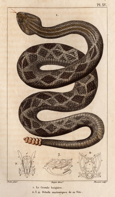 Il serpente a sonagli berrà, dettagli anatomici della sua testa da Hippolyte Cloquet