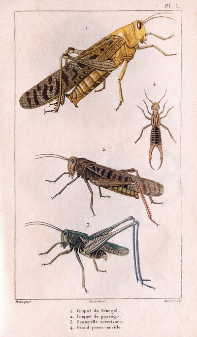 La cavalletta del Senegal, cavalletta di passaggio, cavalletta, grande perforatrice. Fauna dei Medici o storia degli animali e dei loro prodotti di Hippolyte Cloquet - Volume 6 - 1825 da Hippolyte Cloquet
