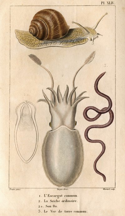 La chiocciola comune, la seppia ordinaria, il suo osso, il lombrico comune da Hippolyte Cloquet