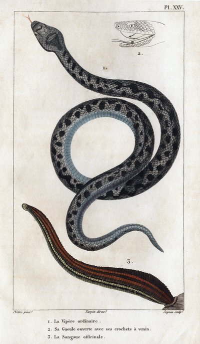 La vipera comune, la sua bocca aperta con i suoi denti velenosi, il sangue officinale. "Fauna dei Medici o storia degli animali e dei loro prodotti di Hippolyte Cloquet" - Volume 6 - 1825 da Hippolyte Cloquet