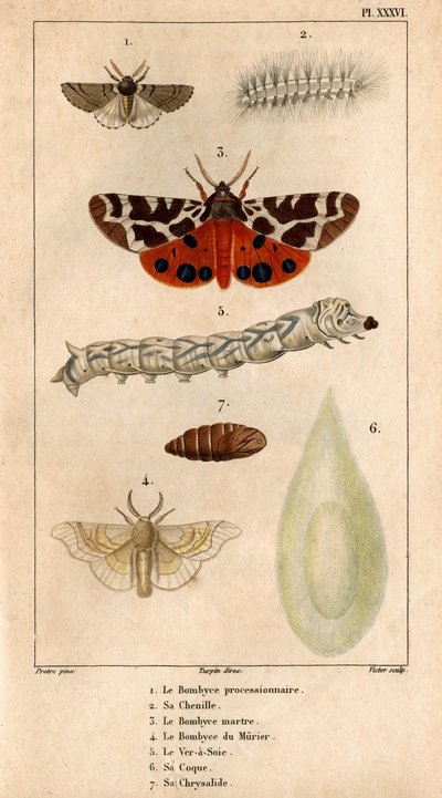 Il Bombyce processionale, il suo bruco, il Bombyce della Martora, il Bombyce del Gelso, il Baco da Seta, il suo bozzolo, la sua crisalide. in 