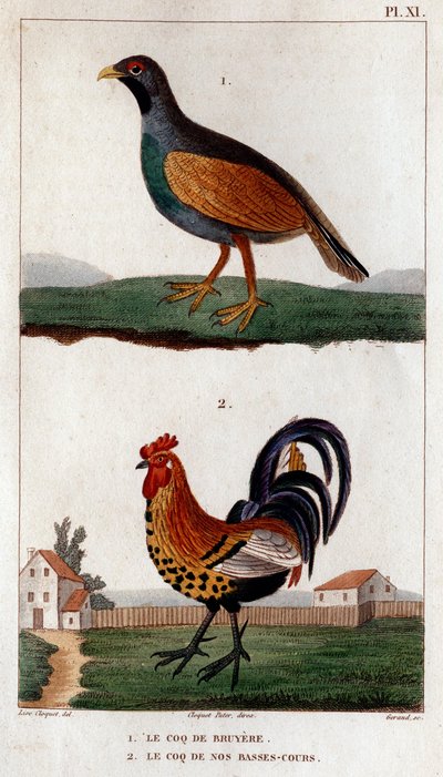Il gallo di Bruyere e il gallo delle nostre basse corti. "Fauna dei Medici o storia degli animali e dei loro prodotti di Hippolyte Cloquet" - Volume 6 - 1825 da Hippolyte Cloquet
