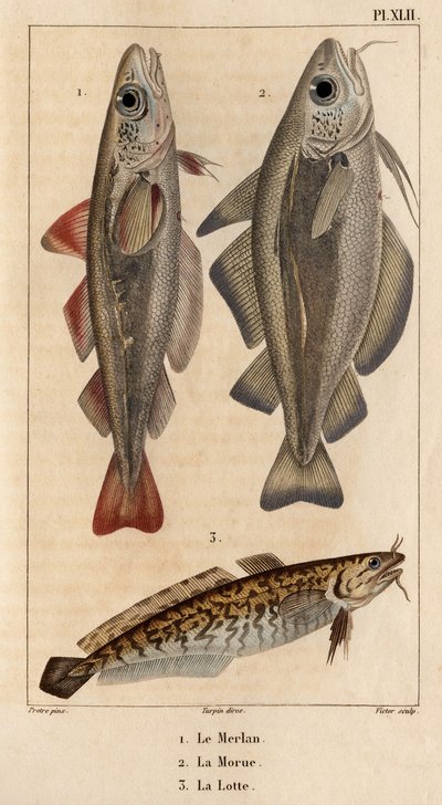 Il merluzzo, il nasello e il burbot da Hippolyte Cloquet