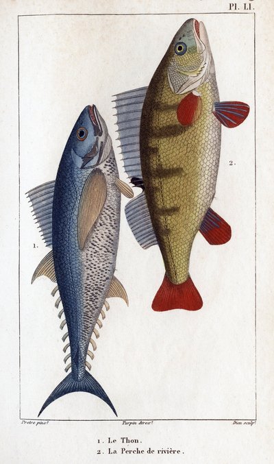 Tonno e persico di fiume da Hippolyte Cloquet