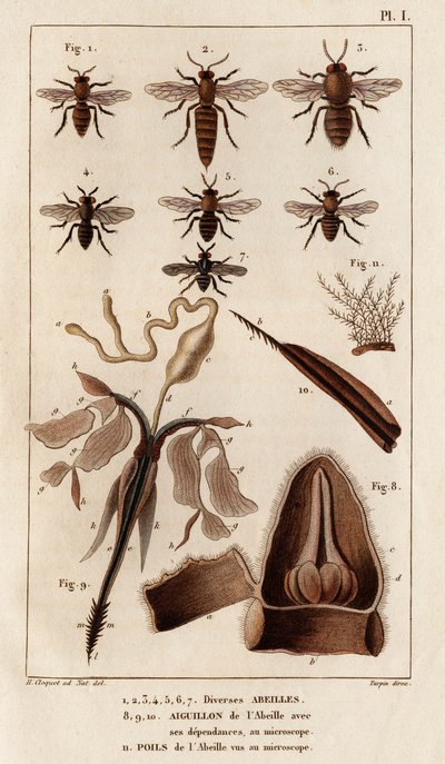 Varie api. "Fauna dei Medici o storia degli animali e dei loro prodotti di Hippolyte Cloquet" - Volume 6 - 1825 da Hippolyte Cloquet