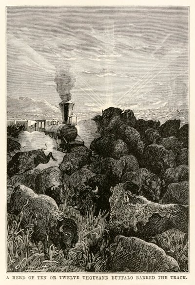 Un branco di dieci o dodicimila bufali bloccava la strada, da Il giro del mondo in ottanta giorni di Jules Verne (1828-1905) inciso da Louis Prevost, 1873 da Hippolyte Leon Benett
