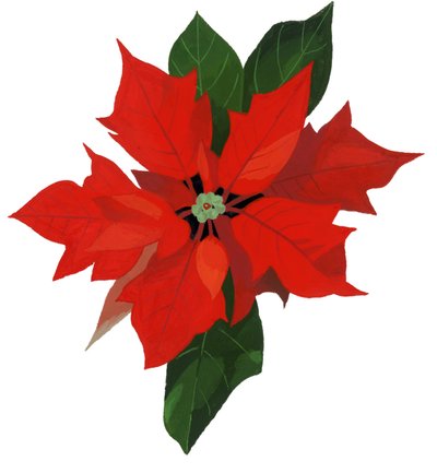 Stella di Natale da Hiroyuki Izutsu