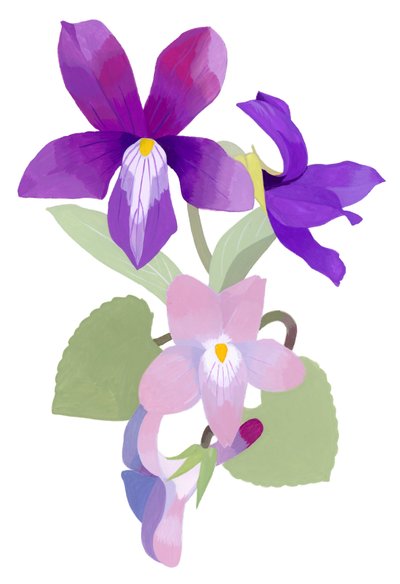 Viola mandshurica da Hiroyuki Izutsu