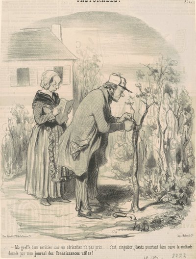 Il mio innesto di un ciliegio su un albicocco non ha preso... da Honoré Daumier