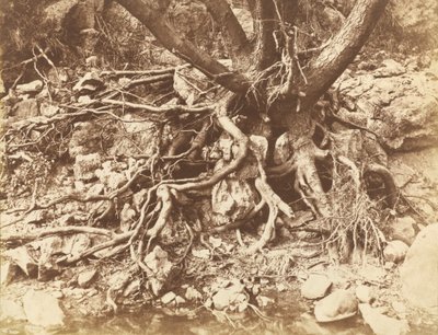 Albero con Groviglio di Radici, 1853 da Hugh Owen