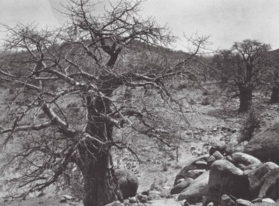 Africa: albero di baobab, Dar Nuba da Hugo Adolf Bernatzik