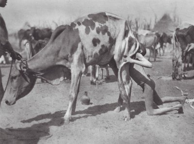 Africa: Dinka settentrionale che soffia una mucca da Hugo Adolf Bernatzik