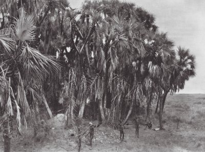 Africa: Cacciatori Nuer in un bosco di palme da Hugo Adolf Bernatzik
