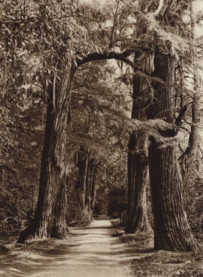 Messico: Capitale Mejico, Parco Chapultepec, Alameda de los Filosofos (foto b/n) da Hugo Brehme
