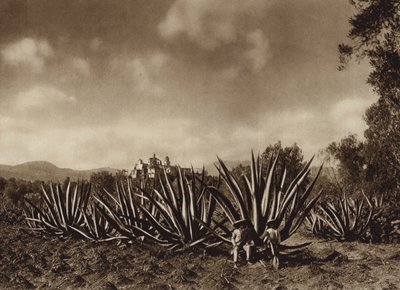 Messico: I dintorni di Tepepam con il campo di agave (foto b/n) da Hugo Brehme