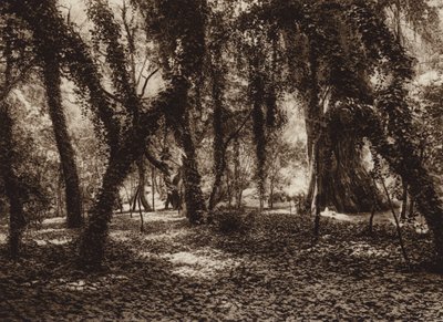 Messico: Luogo idilliaco nel parco di Chapultepec (foto b/n) da Hugo Brehme