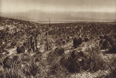 Messico: Sierra de Tehuacan, Nella parte anteriore "Echinocactus grandis" (foto b/n) da Hugo Brehme