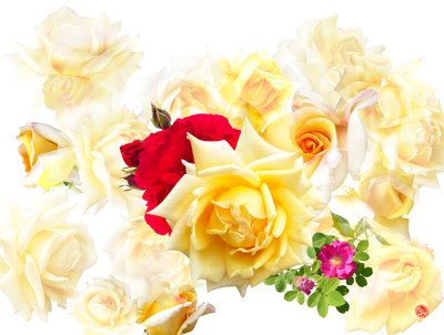 Sogno di rose da Hugo Nefe