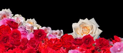 Sogno di rose 2 da Hugo Nefe