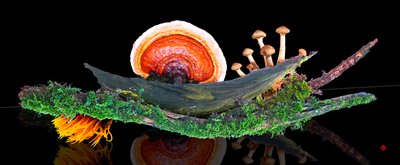 Mondo della foresta da Hugo Nefe