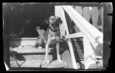 Baloo sui gradini della Villa Rosa da Hugo Simberg