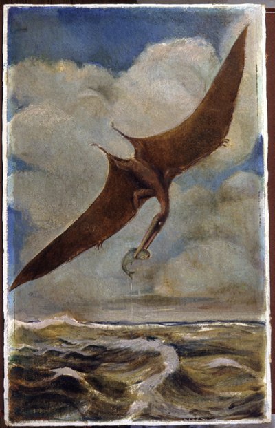Un pterodattilo. c.1880 da Hungarian School