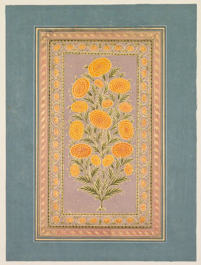Calendula in fiore, c. 1765 da Hunhar II