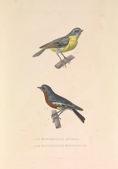 Il Pigliamosche Australiano e il Pigliamosche Multicolore da Hyacinthe Yves Philippe (1781 1846) Potentien