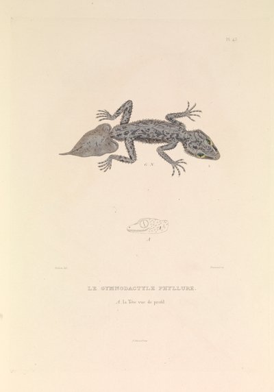 Il Gymnodactyle Phyllure da Hyacinthe Yves Philippe (1781 1846) Potentien