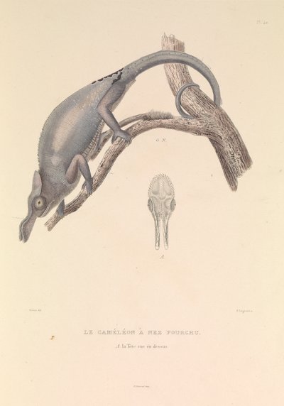Il camaleonte dal naso biforcuto da Hyacinthe Yves Philippe (1781 1846) Potentien