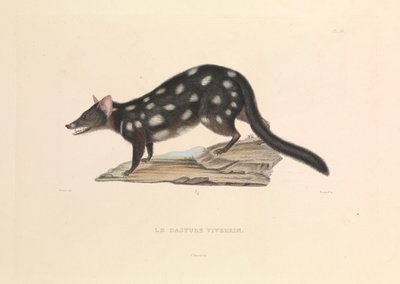 Il Dasiuro procione da Hyacinthe Yves Philippe (1781 1846) Potentien