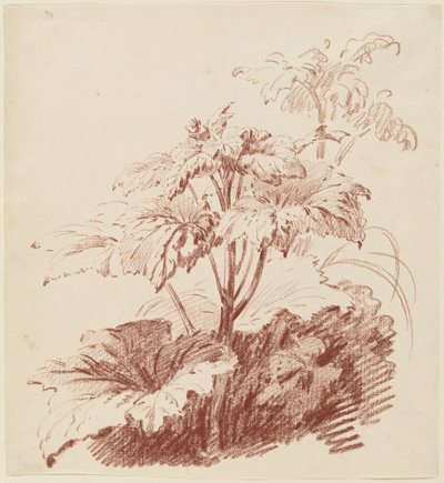 Pianta fiorita con boccioli da I Jean Baptiste Hüet