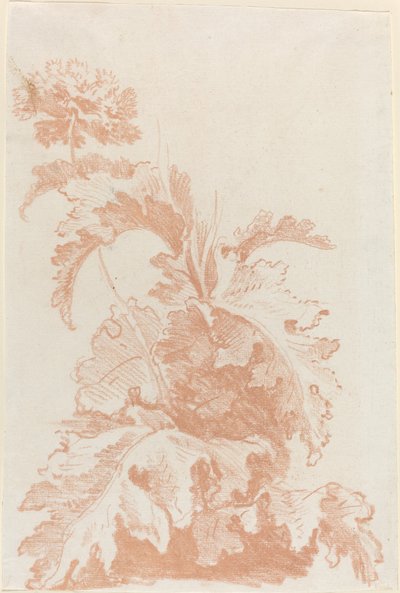 Papavero in fiore da I Jean Baptiste Hüet