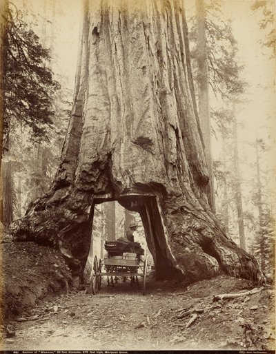 Sezione di "Wawona", 28 piedi di diametro, 275 piedi di altezza, Mariposa Grove da I. W. Taber