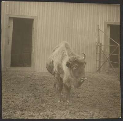 Bisonte da Iakob Vladimirovich Shteinberg