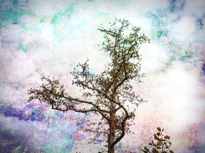 Il sogno dell