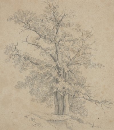 Albero da Ida Weisselberg Hadra