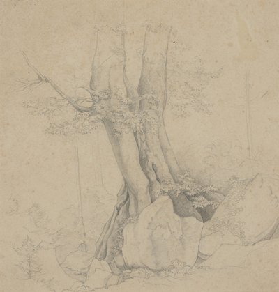 Albero e roccia da Ida Weisselberg Hadra
