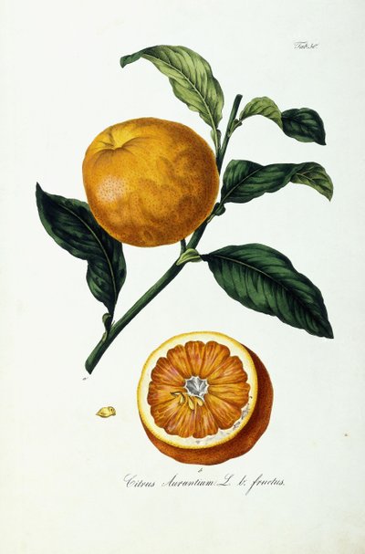 Frutto d