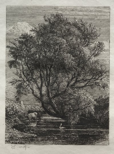 Il salice da Ignaz Gunther